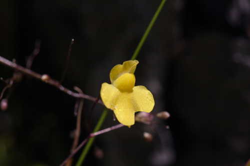 Utricularia subulata #7